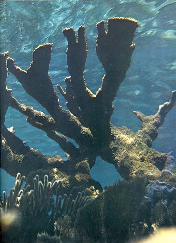 Factors-continued 4. Depth Corals live from the surface to a maximum depth of 90m. Most, however, live above 50m.