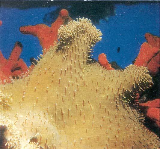 Building partners: The polyp and the algae Corals grow through calcification Calcification:the build up of calcium to