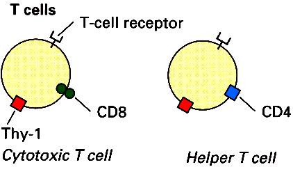 as B cells related