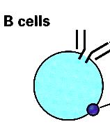 H CD4 positive T-Helper Cell