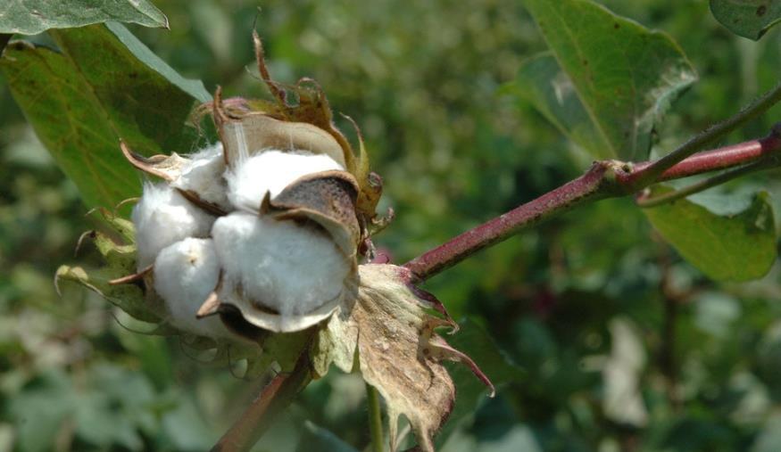 Production cotton fibre (in %) Rising demand for sustainable cotton Sustainable Cotton Production Volume 1.80 1.60 1.40 1.20 1.00 0.80 0.60 0.40 0.20 0.
