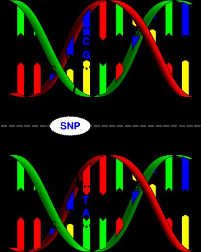 Single Nucleotide Polymorphism (SNP) A SNP (pronounced snip) is a single basepair at which more than one nucleotide is observed. E.g., if Basepair 1 000 000 is nucleotide C for many genomes in the population, but some genomes have nucleotide T, then this position is a SNP, with alleles C and T.
