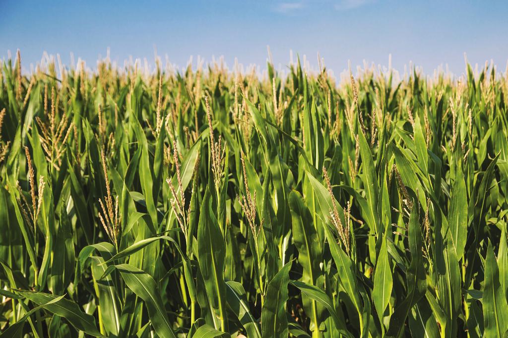 Reducing Aflatoxin in Corn During Harvest and Storage Reviewed by John Worley Original