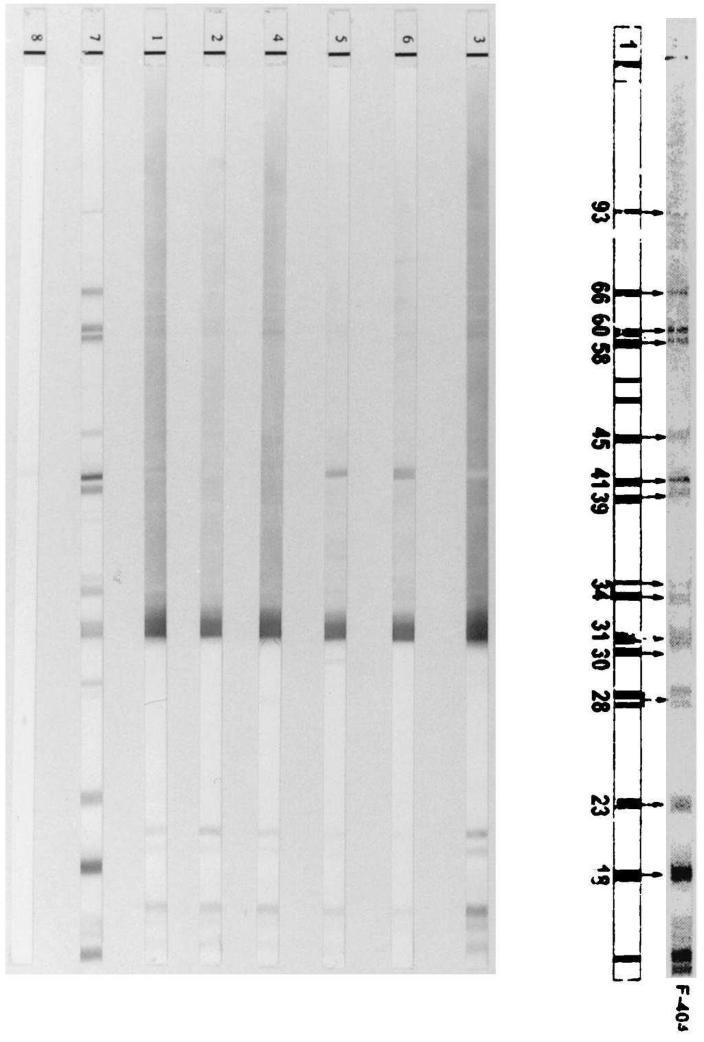 Results of MarDx WB with vaccine recipient serum for IgG antibodies to B. burgdorferi.