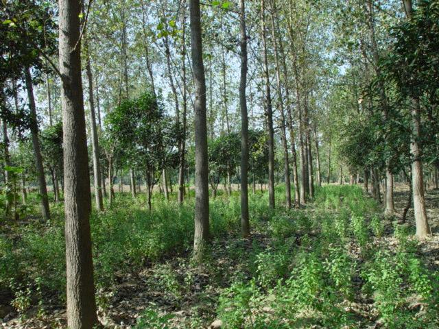 Agroforestry An old practice, but a new science Agroforestry can contribute to resolving