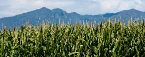 High drymatter yields Environmentally sustainable Maize allows farmers to maximise the return from their high value dairy land by harvesting more drymatter from every hectare.