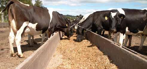 More profit, more environmentally friendly Increase cow condition More than twenty years of research and on-farm experience has demonstrated how maize silage integrates into the framework of dairy