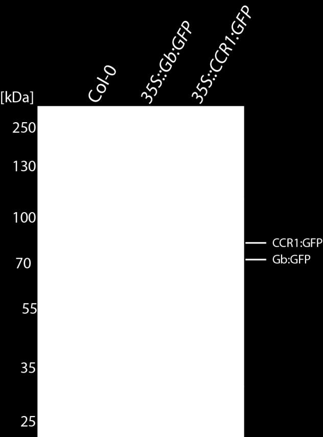 This crosslinked material was used in protein purification. GFP-tagged proteins can be purified using a GFP trap, which consists of a small peptide that specifically binds GFP [12].