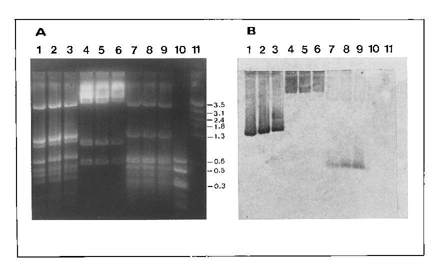1738 NOTES ANTIMICROB. AGENTS CHEMOTHER. TABLE 2. Substrate profiles of LAT-2 and reference -lactamases (BIL-1 and LAT-1) FIG. 2. (A) Comparison of restriction patterns of three 8.