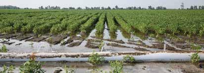 INEFFICIENCIES OF FLOOD IRRIGATION Uneven application Excess water runoff High labor demand RUNOFF IN FLOOD IRRIGATED FIELD Converting from flood irrigation The reasons are clear when you convert to