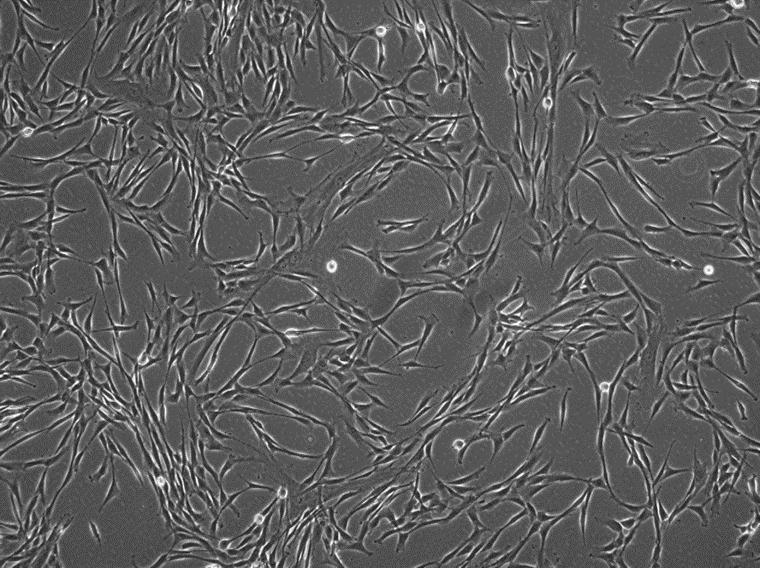 MSCs were plated at 6,000 cells/cm 2 and morphology was observed after prolonged passaging in PRIME- XV MSC Expansion XSFM.