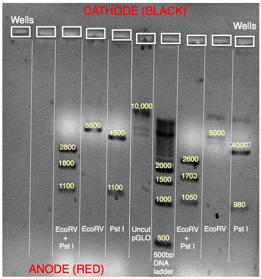 Experiment 5: Restriction Enzymes Digest and Plasmid Mapping Vy Nguyen 3 2. Print the photograph of your gel from elearning. Label the wells, the lanes with the enzymes used.