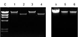 Simply add the specially formulated Agarose Dissolving Buffer (ADB) to the gel slice containing a DNA sample, let dissolve, and then transfer to the