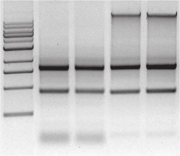 The spin columns from Zymo Research have been designed to ensure complete elution with no binding/wash buffer carryover.