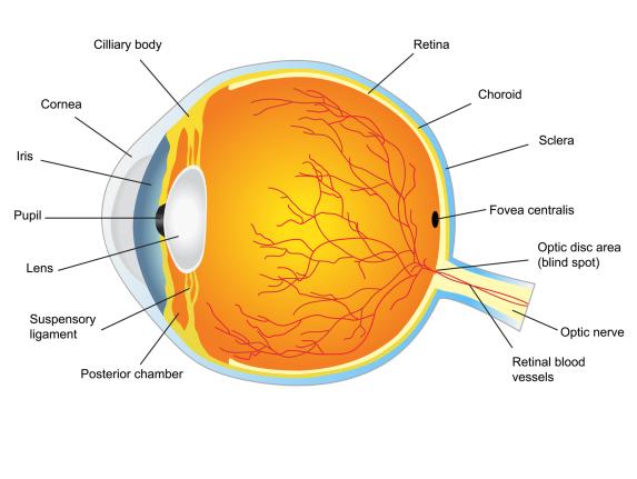 Cells Source Differentiated Cells for Transplantation Sub-retinal Injection of