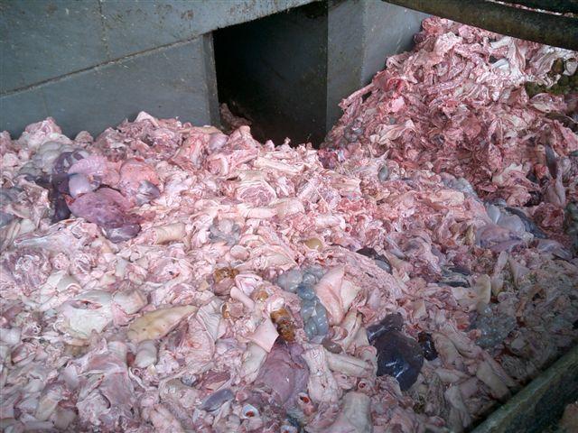 Offal Bones and fat Blood Animals dead on arrival, in transit or on farms