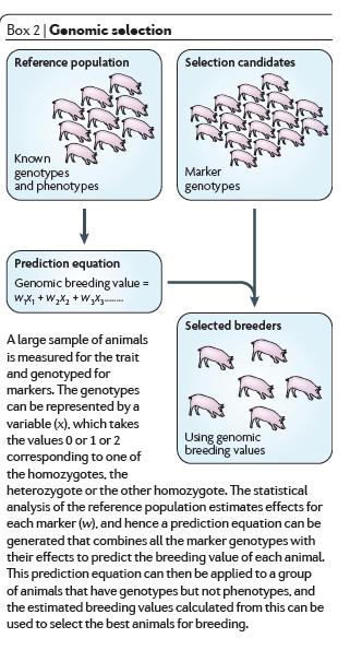 Goddard and Hayes Nature Review Genetics (2009) Purpose: breed productivity improvement through the calculation of individual genomic breeding values Two