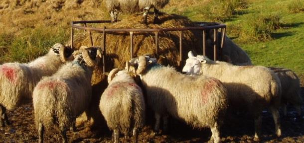 production systems growth of lambs to finishing maintenance of breeding