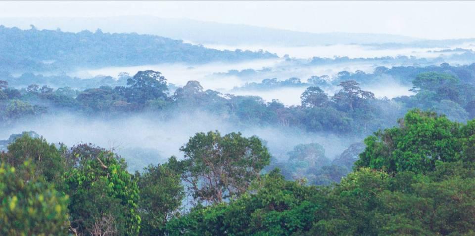 Beyond Mitigation: Forest-Based