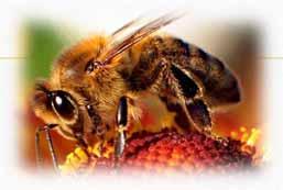 Negative Affects of Pesticides Polluting water Human Health Honey bees New study has found that chronic exposure to specific pesticides is associated with end-stage renal disease in licensed