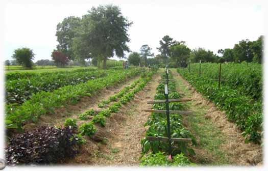 Profitability Organic farming typically = lower yields than conventional farming But the premium organic farmers receive for their