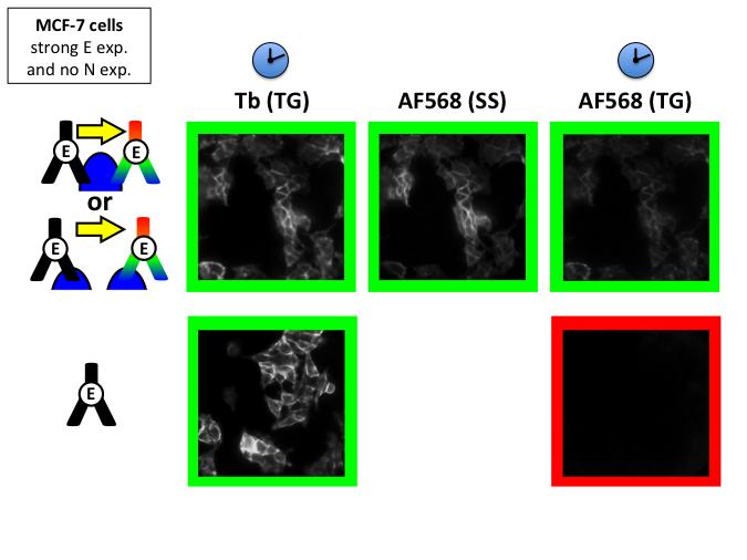 Figure S7: Control experiments showing that there is no crosstalk of Tb PL in the FRET channel (AF568) in the case of the E-cadherin cluster investigations using FRET and MCF-7