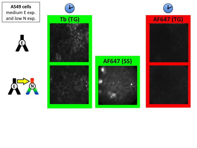 Figure S9: Time-gated and steady-state microscopy images of control experiments for E/N