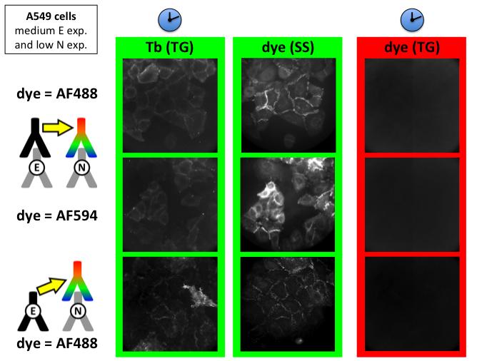 Figure S10: Time-gated and steady-state microscopy images of control experiments for E/N cadherin coexpression on A549 cells, using Tb- and AF488-labelled (or AF594-labelled) secondary antibodies