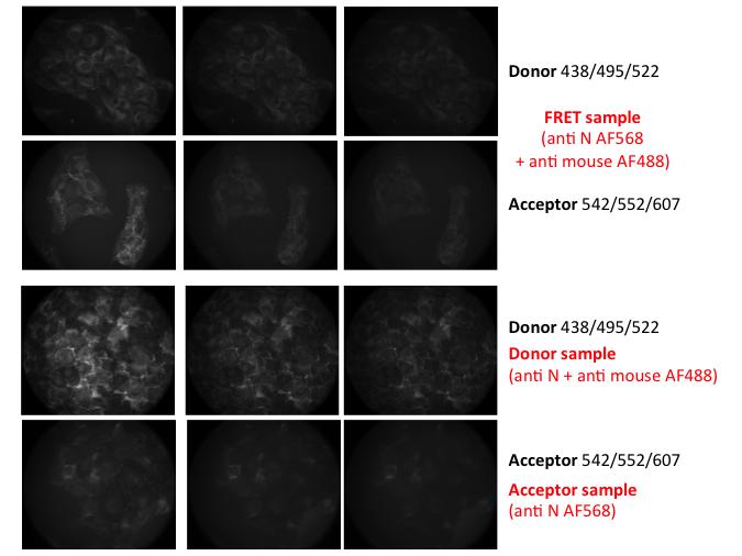 Figure S11: Photobleaching of acceptor and donor dyes using N-cadherin targeting in M4-T cells.
