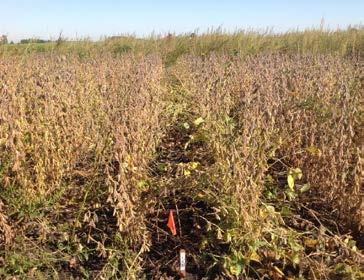 Roundup Ready Xtend Crop System Performance Soybean system harvest results confirm Monsanto s industry leading system performance 2 Year Overall Average Yield Advantage vs.