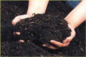 Testing Compost Qualities Biological parameters