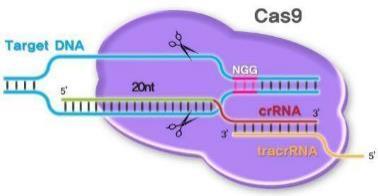 Coming: Gene editing technology
