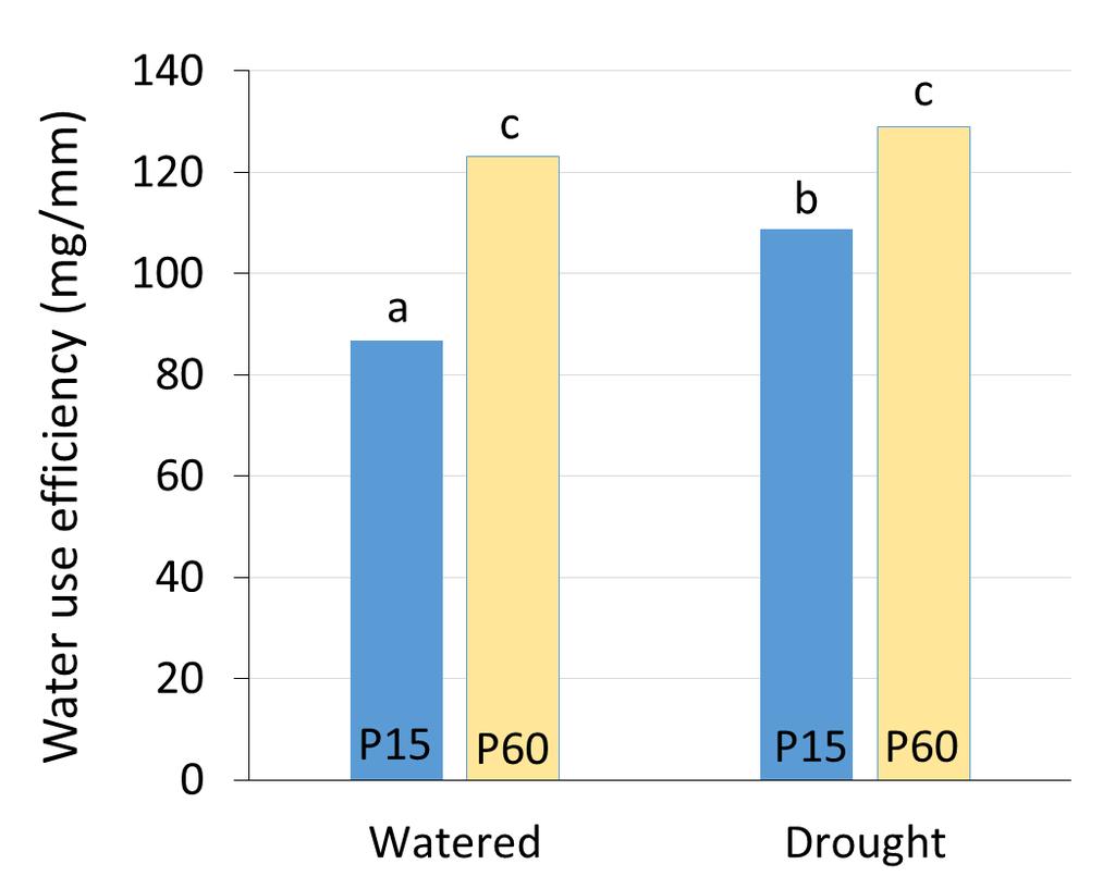 P increased water use efficiency, thus drought tolerance, when initial soil test P was low drought = no water for 21