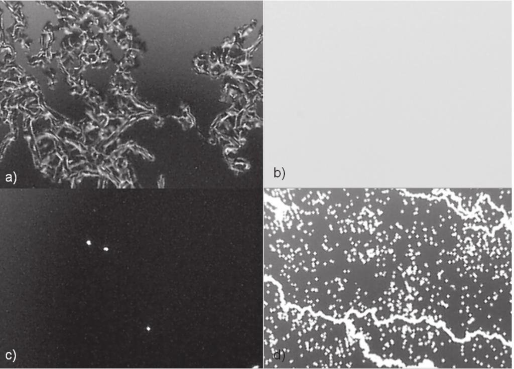 Figure 5: Microscopic light transmission images (3 mm x 2 mm area) using x60 zoom of the encapsulated samples after 48h of corrosion