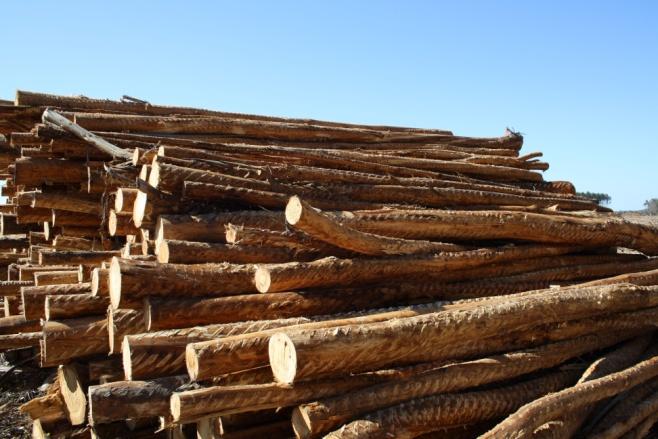What are we trying to achieve? Restrict entry of illegal timber into the Australian market. Prohibition - discourages active trafficking into Australia.
