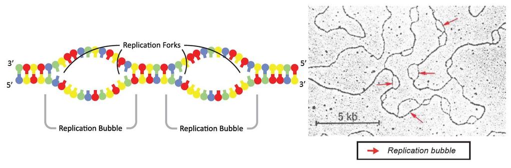 Name: DNA Model Stations DNA Replication In this lesson, you will learn how a copy of DNA is replicated for each cell.