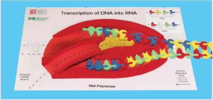 4. Label the DNA template strand and the non-template strand in the photo. Transcription: Elongation Feed the DNA into the RNA polymerase.
