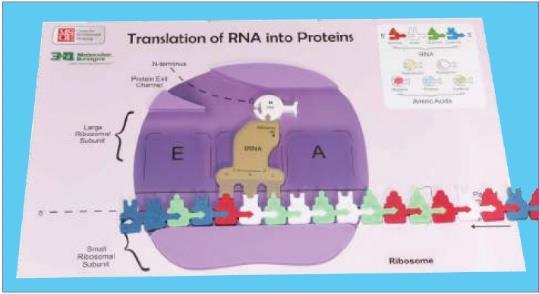 ribosomal subunit joins the small subunit to form a functional ribosome. Each ribosome has three binding sites for trna. The P site holds the trna carrying the growing polypeptide chain.