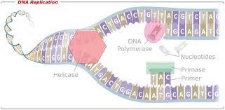 REPLICATION STEP TWO Complementary nucleo2des are added to each strand by the enzyme DNA Polymerase New replica2on bubbles