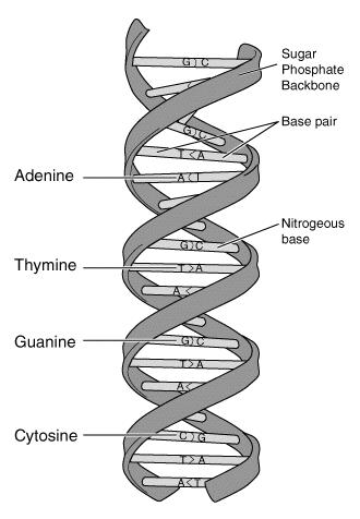 DNA Deoxyribonucleic Acid Contains your genes { Genes are sec2ons of DNA that code for a certain trait (hair color, height,