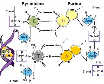 4 Nitrogen Bases Purines (2 rings) { Adenine { Guanine