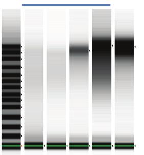 Results and Discussion Genome-wide DNA methylation analysis Human brain tissue from the same donor was used for the genome-wide DNA methylation analysis.