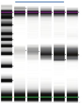 The gdna samples were digested using a combination of TaqαI (T CGA) and MspI (C CGG). Neither restriction enzyme is sensitive to CpG methylation.