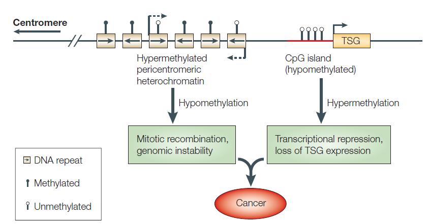 DNA methylation: Significance Role in cancer Hypomethylation in heterochromatin: Genomic instability Hypermethylation in tumor