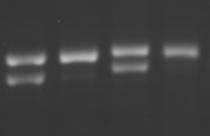 rs3998799 X* X XbaI +paii AA.5 kb bisulfite PCR (23 CpG) LA F ex1 ex2 B.