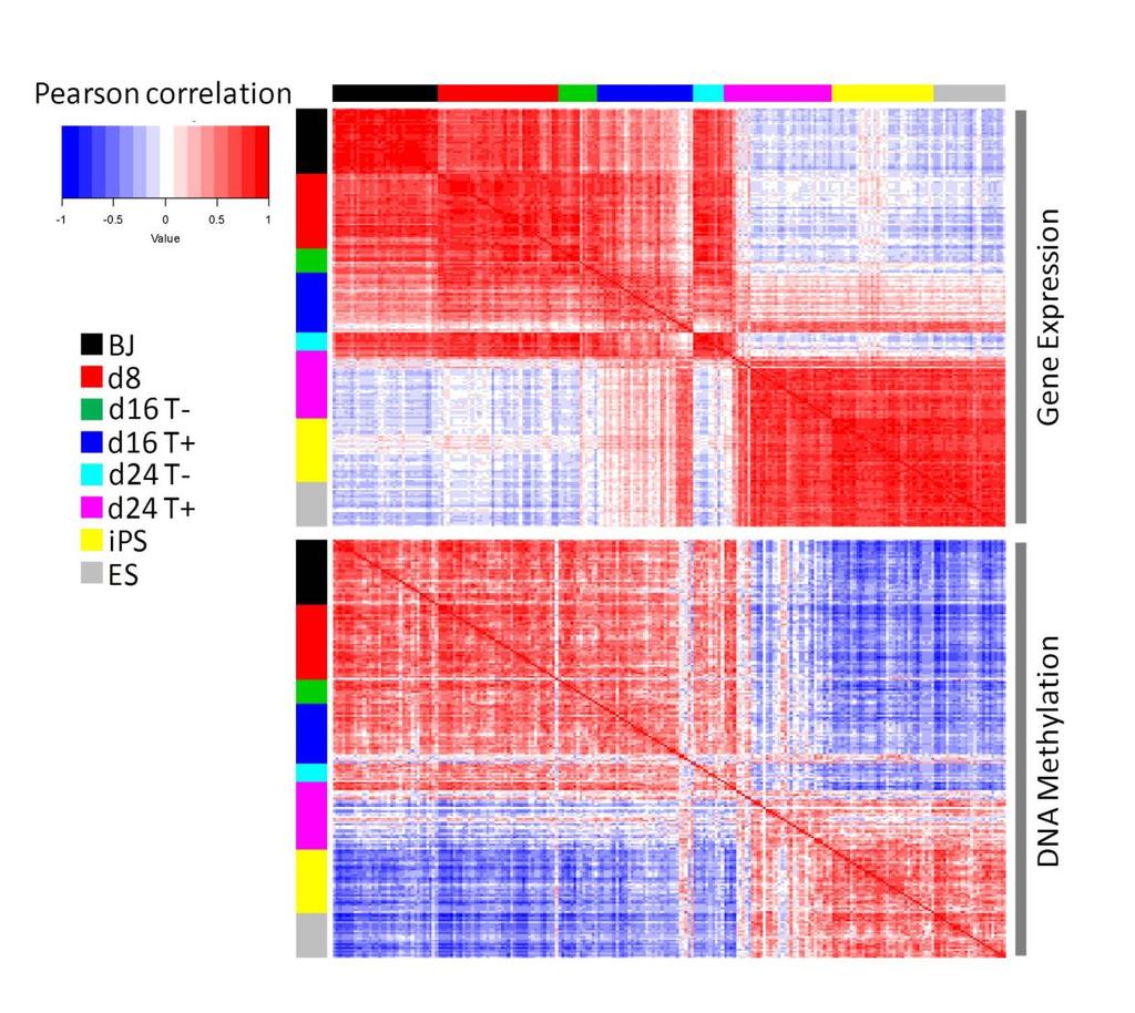 Supplementary Figure 7 Cell-to-cell correlation matrix of single cell gene expression and single cell DNA methylation.