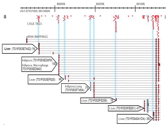 Cap Analysis of Gene Expression (CAGE)