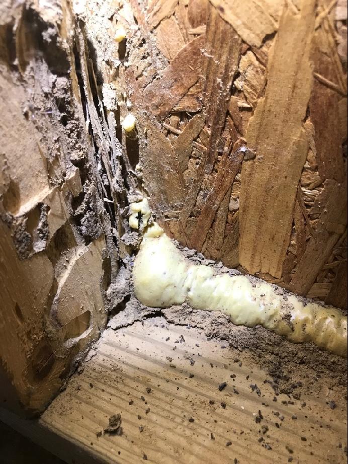Location of Termite Findings (see sketch of structure): Powder Post Beetles: Wood Boring Beetles: Dry Wood Termites: Wood Decaying Fungus (not molds and