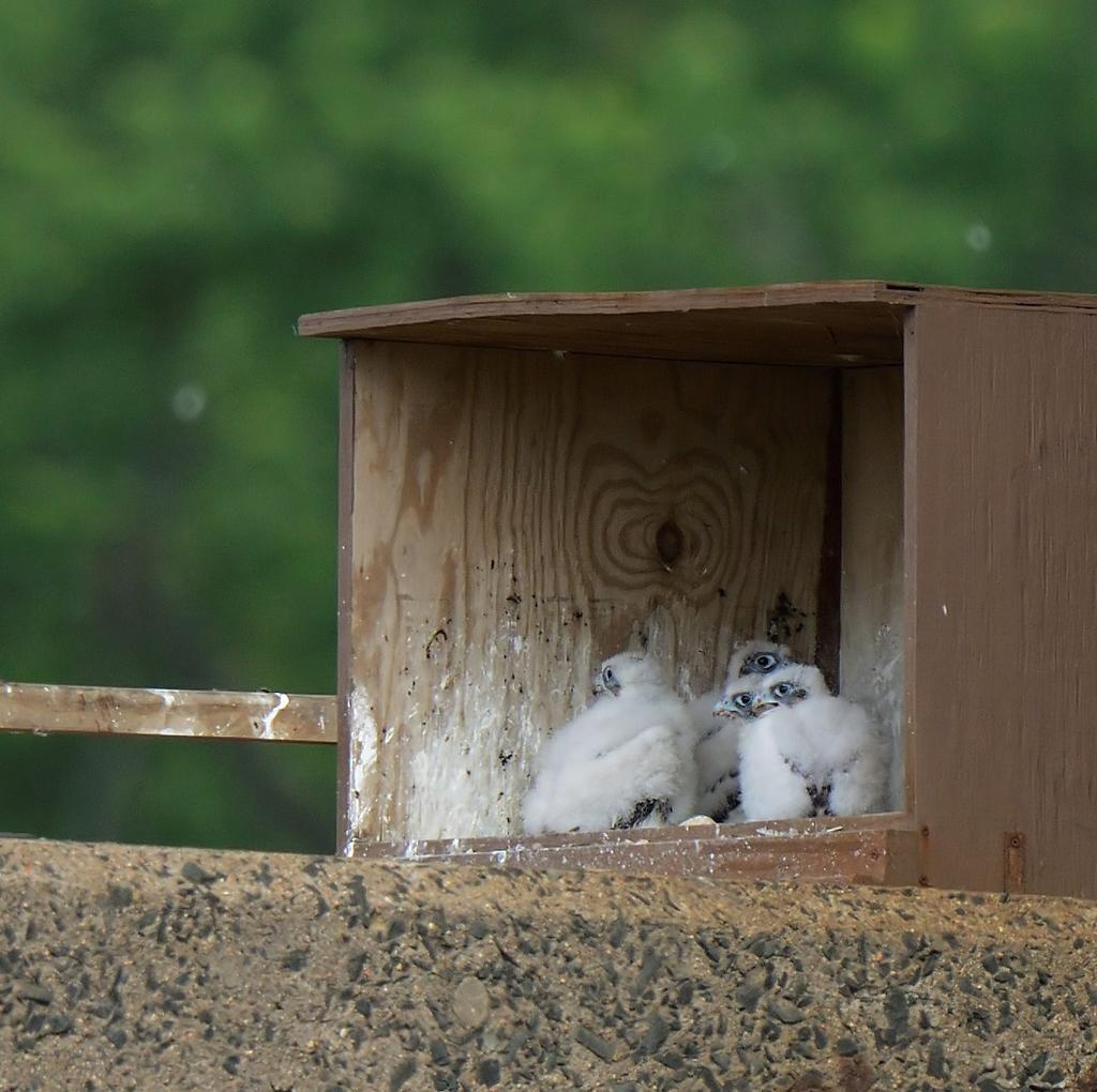 Program, has undertaken three projects that enhance rare species habitat within the right-of-way. In addition, the agency has initiated a project to install nest boxes for rare bird species.
