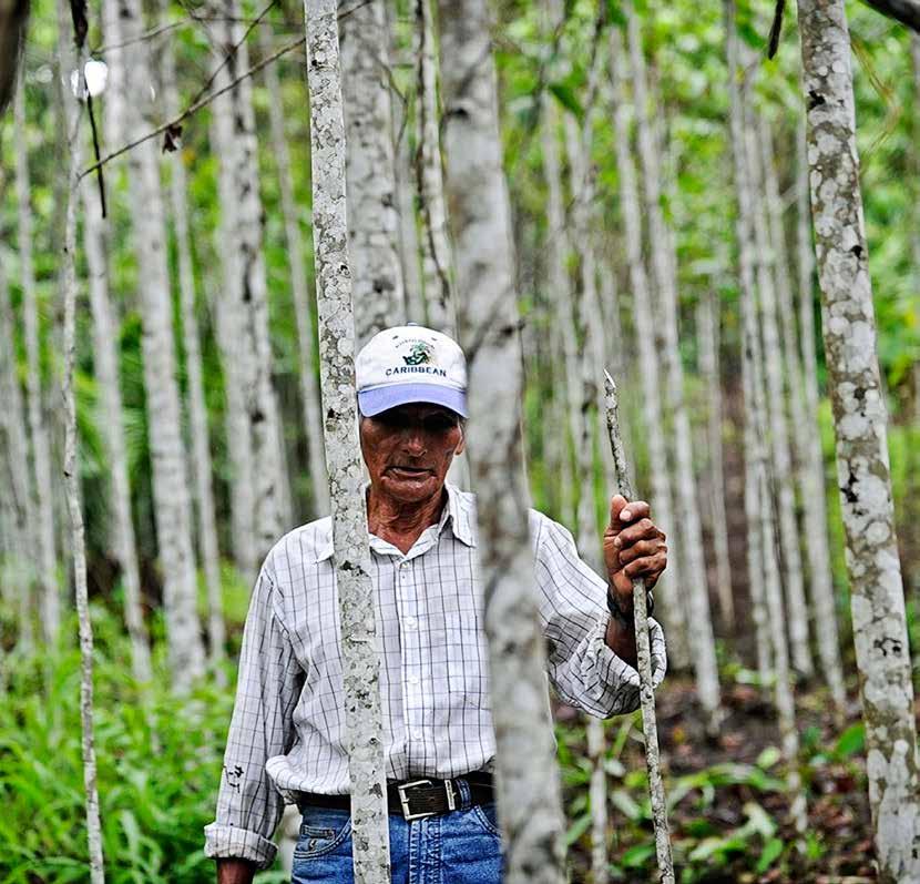 Livelihood systems The extent and management of tree and forest cover on farms and across landscapes impacts the resilience, productivity and income of smallholders.